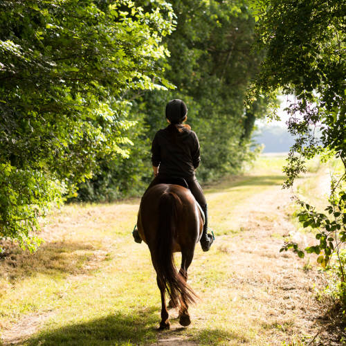 Illustration équitation